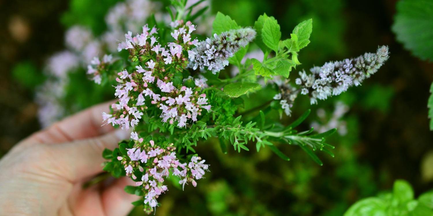 culinary-herbs-2614245_by_congerdesign_cc0-gemeinfrei_pixabay_pfarrbriefservice