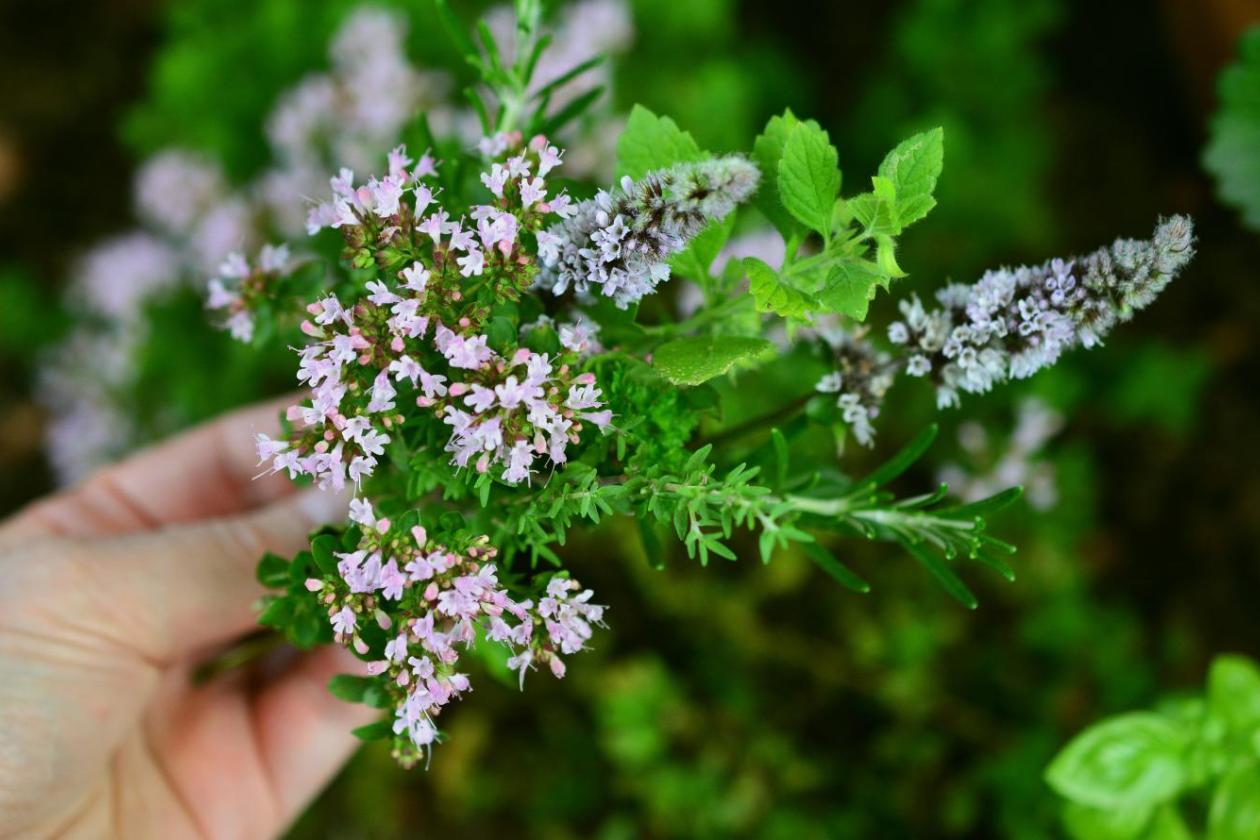 culinary-herbs-2614245_by_congerdesign_cc0-gemeinfrei_pixabay_pfarrbriefservice