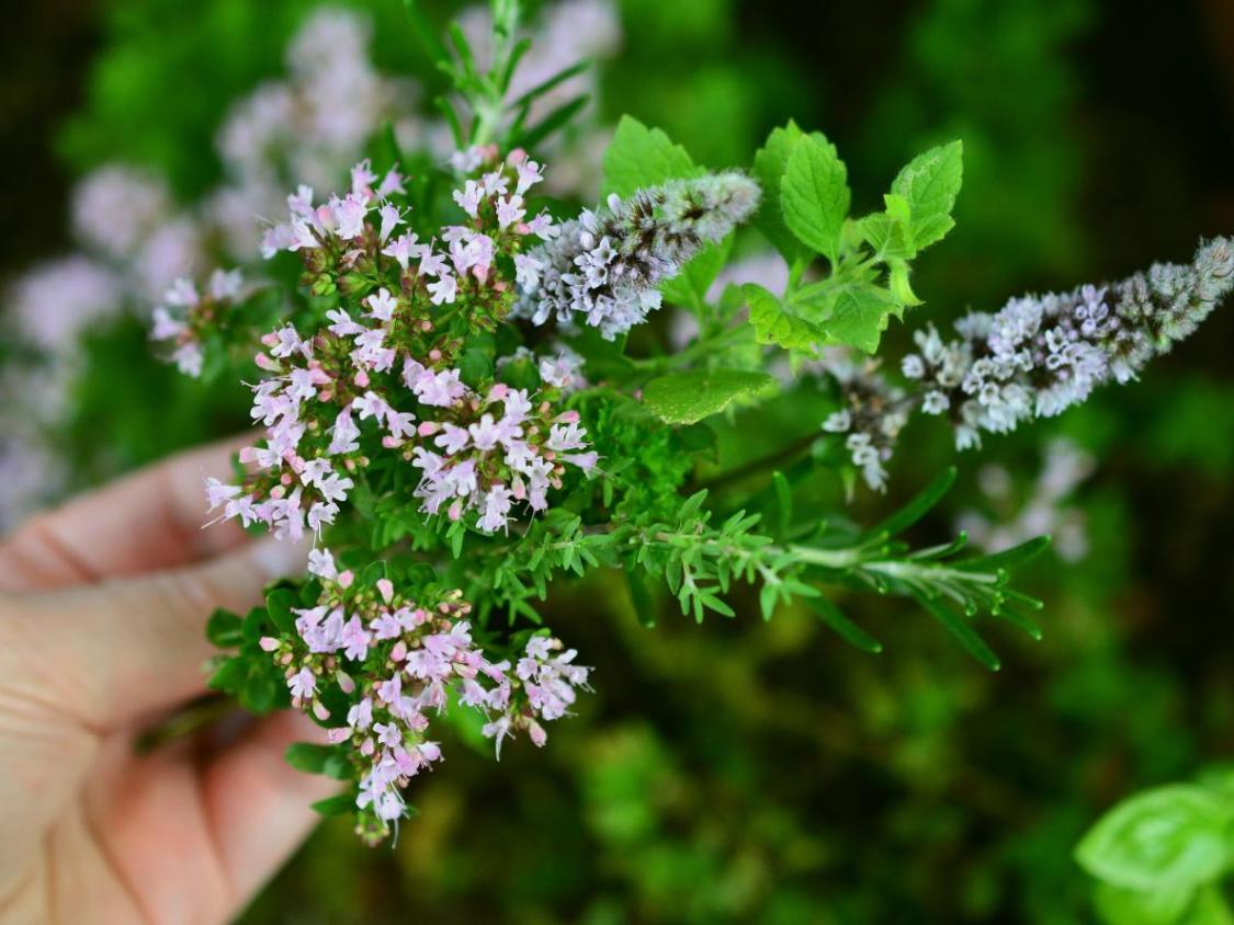 culinary-herbs-2614245_by_congerdesign_cc0-gemeinfrei_pixabay_pfarrbriefservice