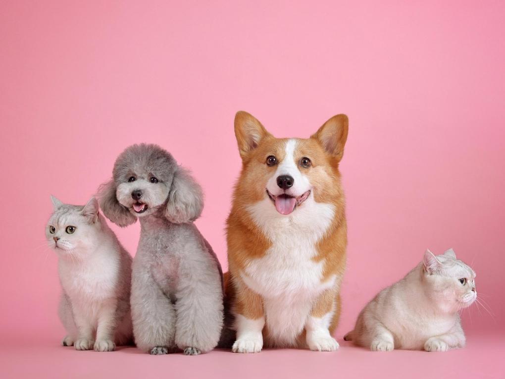 pets-3715733_1280