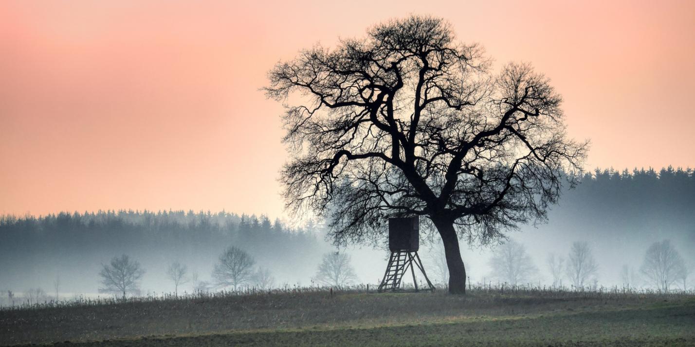 tree-9408656_by_fietzfotos_pixabay_pbs