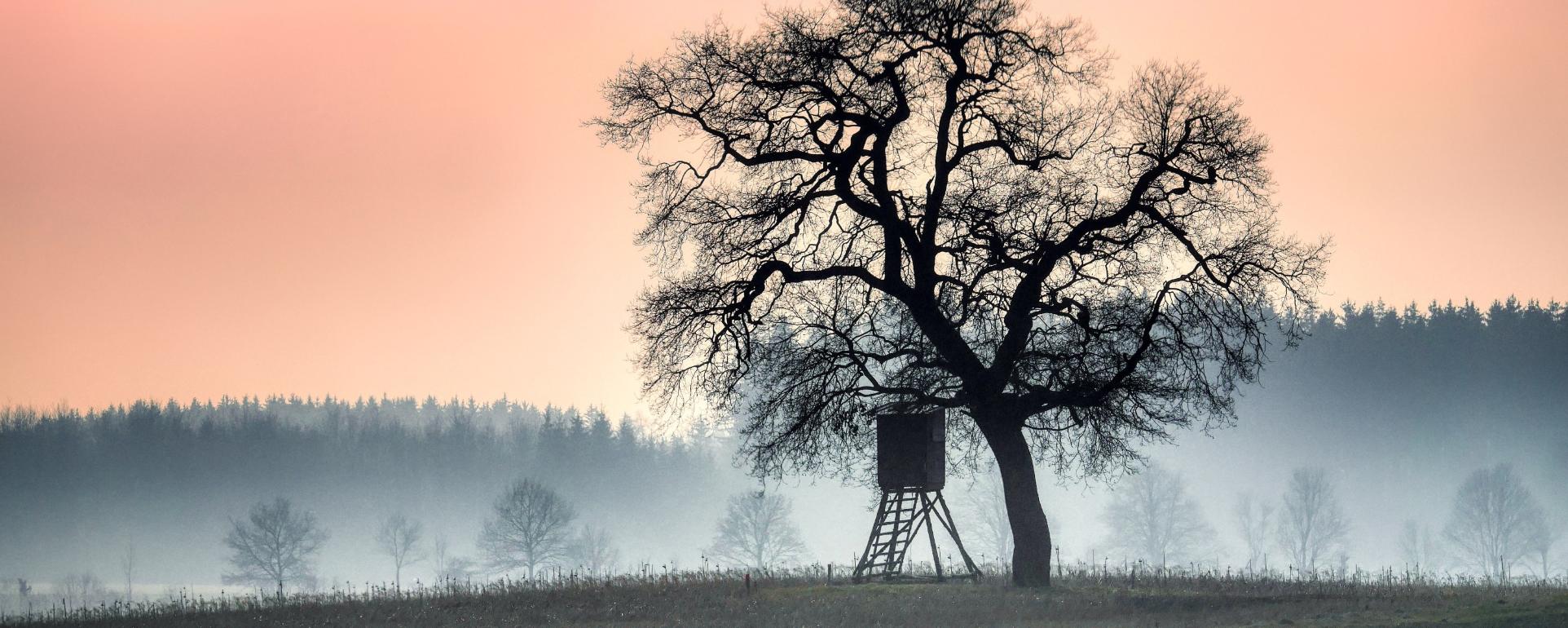 tree-9408656_by_fietzfotos_pixabay_pbs