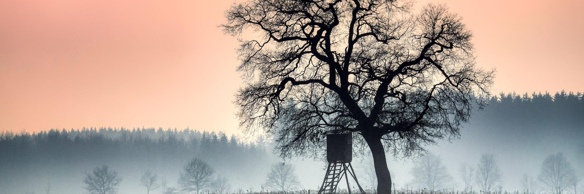 tree-9408656_by_fietzfotos_pixabay_pbs