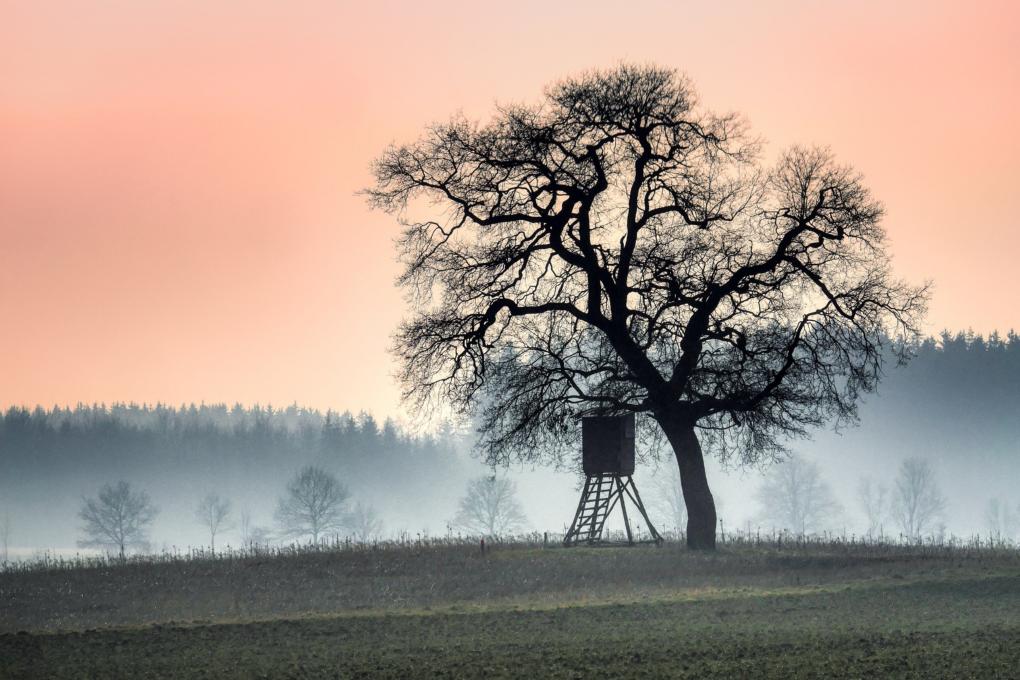 tree-9408656_by_fietzfotos_pixabay_pbs