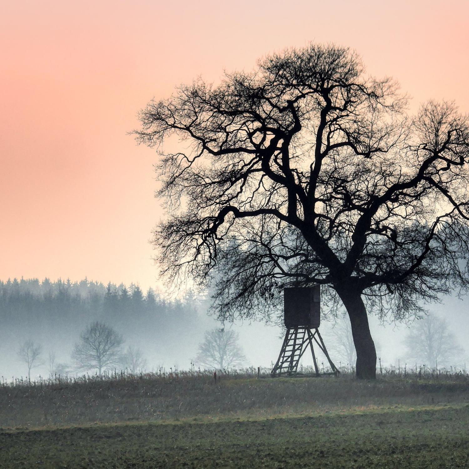 tree-9408656_by_fietzfotos_pixabay_pbs