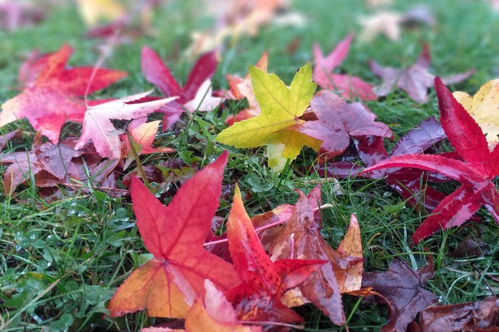 20211201_135324_by_Barbara_Schartz_pfarrbriefservice