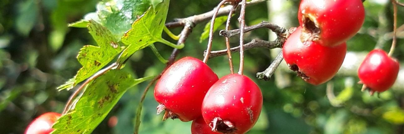 Beeren Herbst