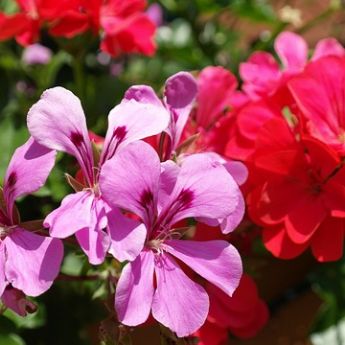 Sommerblumen IVjpg