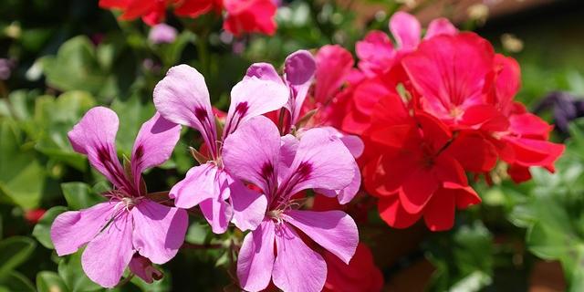 Sommerblumen IVjpg
