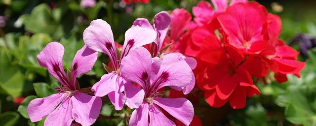 Sommerblumen IVjpg