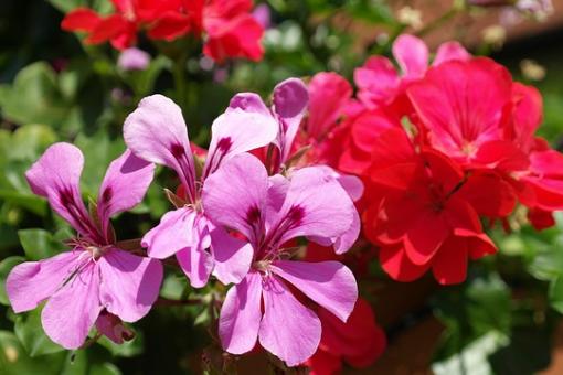 Sommerblumen IVjpg