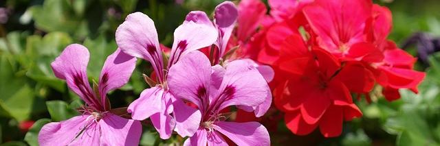 Sommerblumen IVjpg