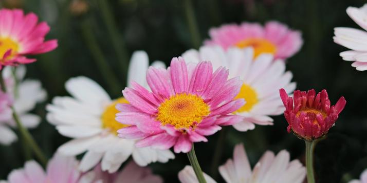 Sommerblumen VI