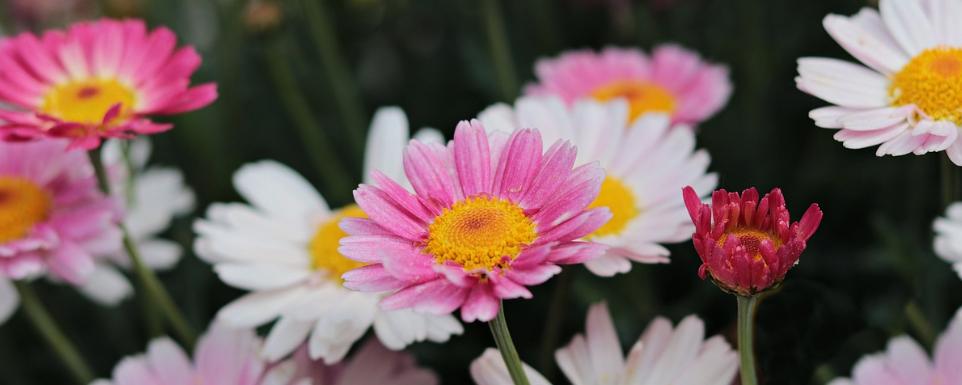 Sommerblumen VI