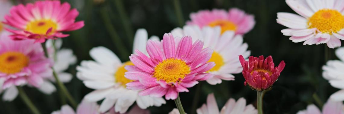 Sommerblumen VI
