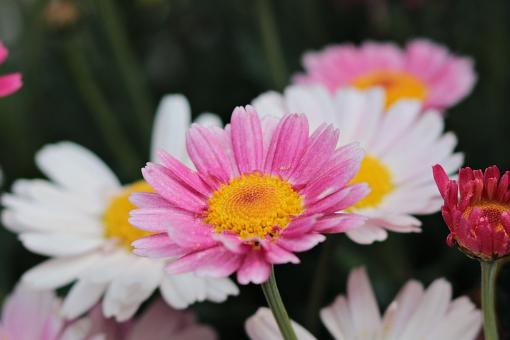 Sommerblumen VI