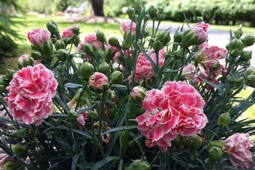 Sommerblumen XI