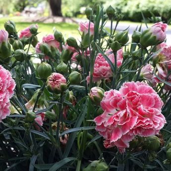 Sommerblumen XI