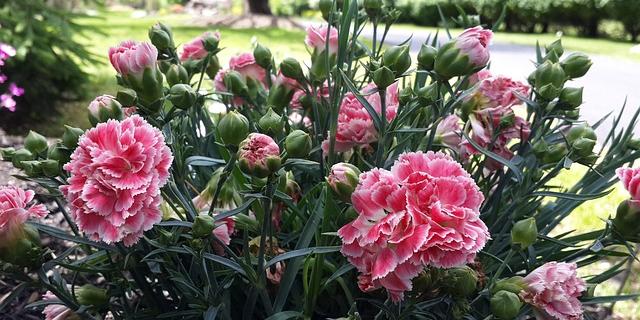 Sommerblumen XI