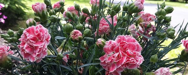 Sommerblumen XI