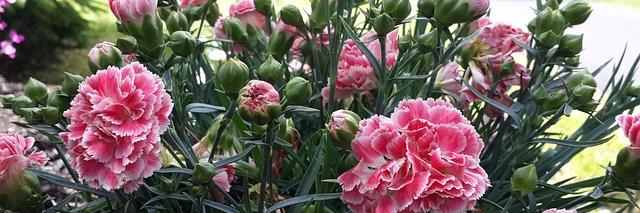 Sommerblumen XI