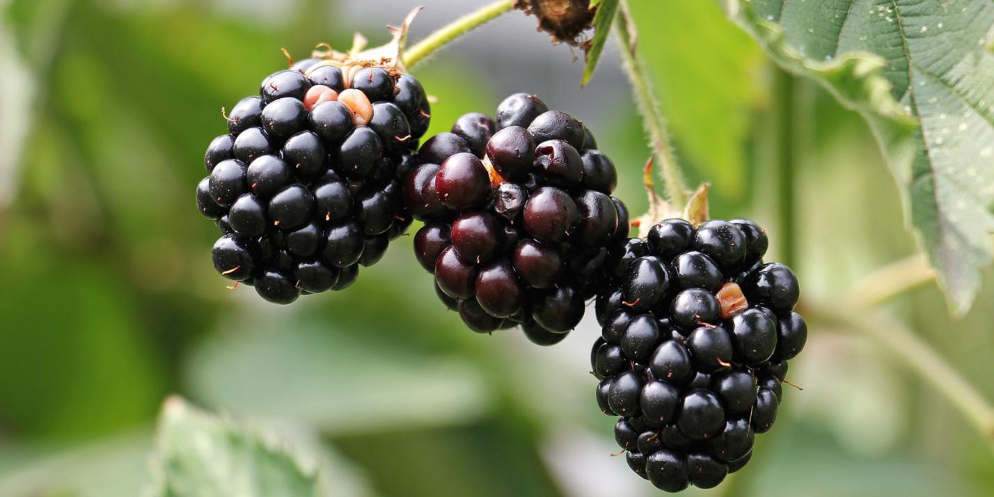 blackberries-1539540_by_silvia_und_frank_cc0-gemeinfrei_pixabay_pfarrbriefservice