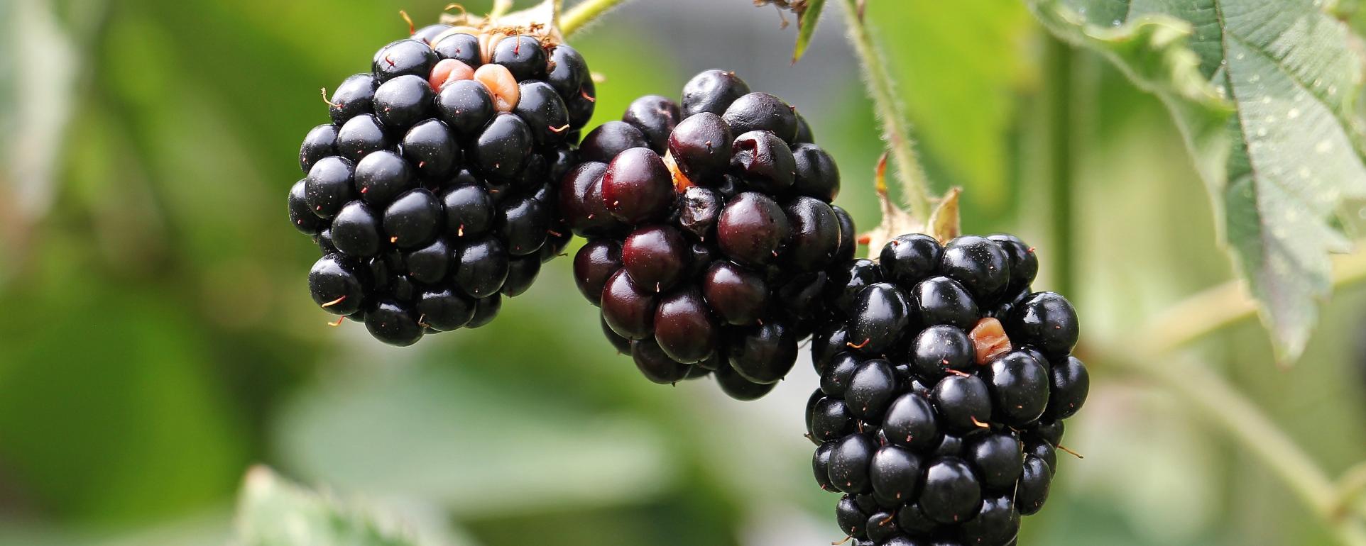 blackberries-1539540_by_silvia_und_frank_cc0-gemeinfrei_pixabay_pfarrbriefservice