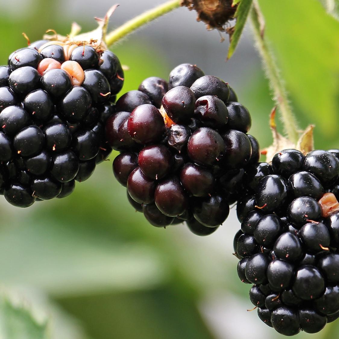 blackberries-1539540_by_silvia_und_frank_cc0-gemeinfrei_pixabay_pfarrbriefservice