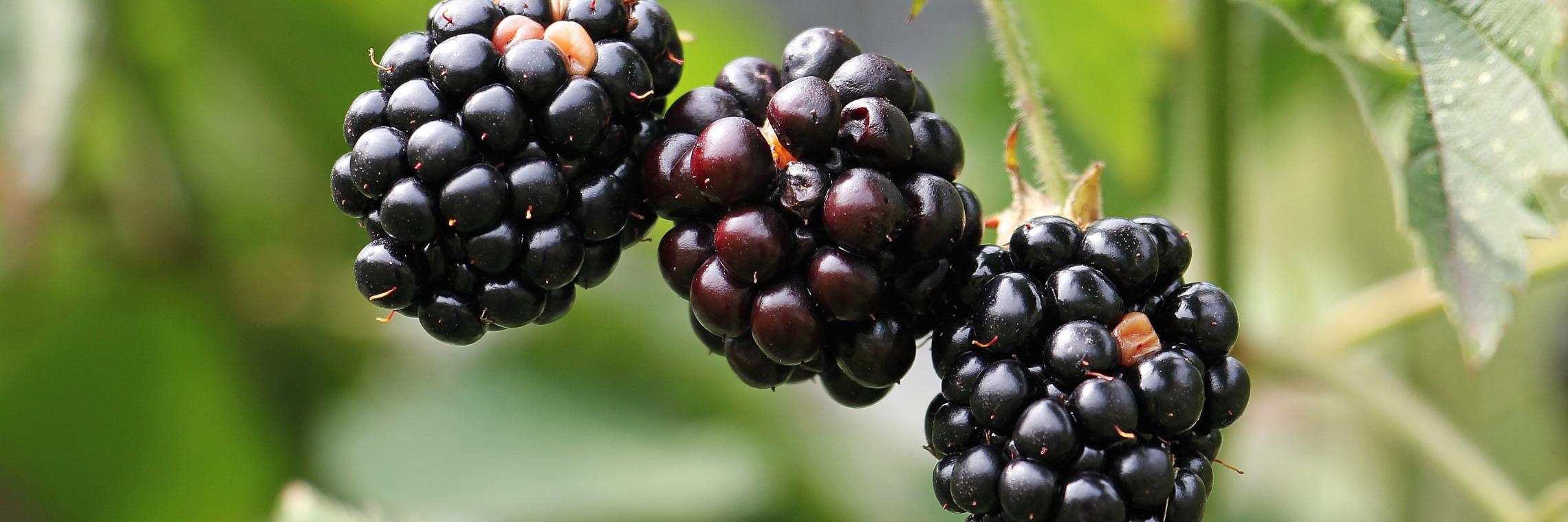 blackberries-1539540_by_silvia_und_frank_cc0-gemeinfrei_pixabay_pfarrbriefservice