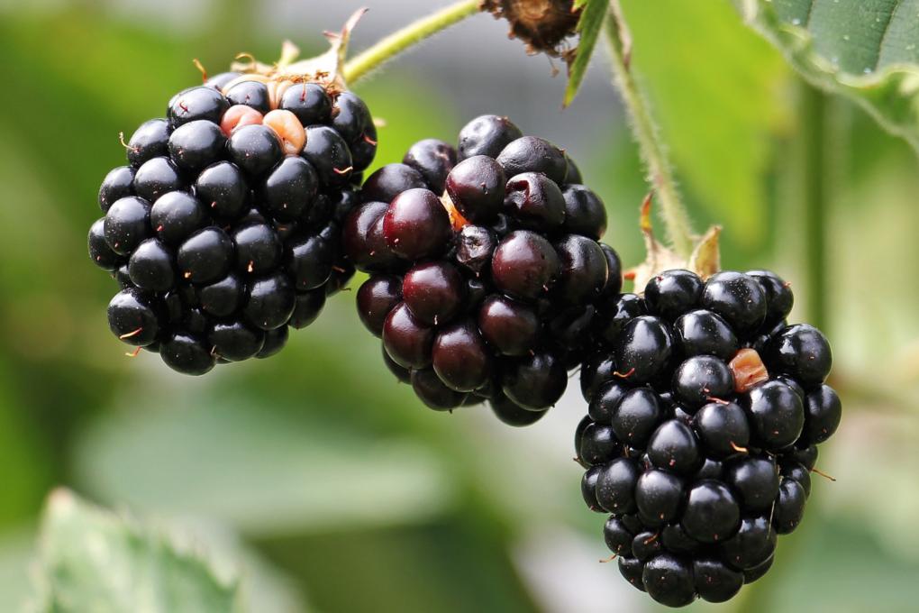 blackberries-1539540_by_silvia_und_frank_cc0-gemeinfrei_pixabay_pfarrbriefservice