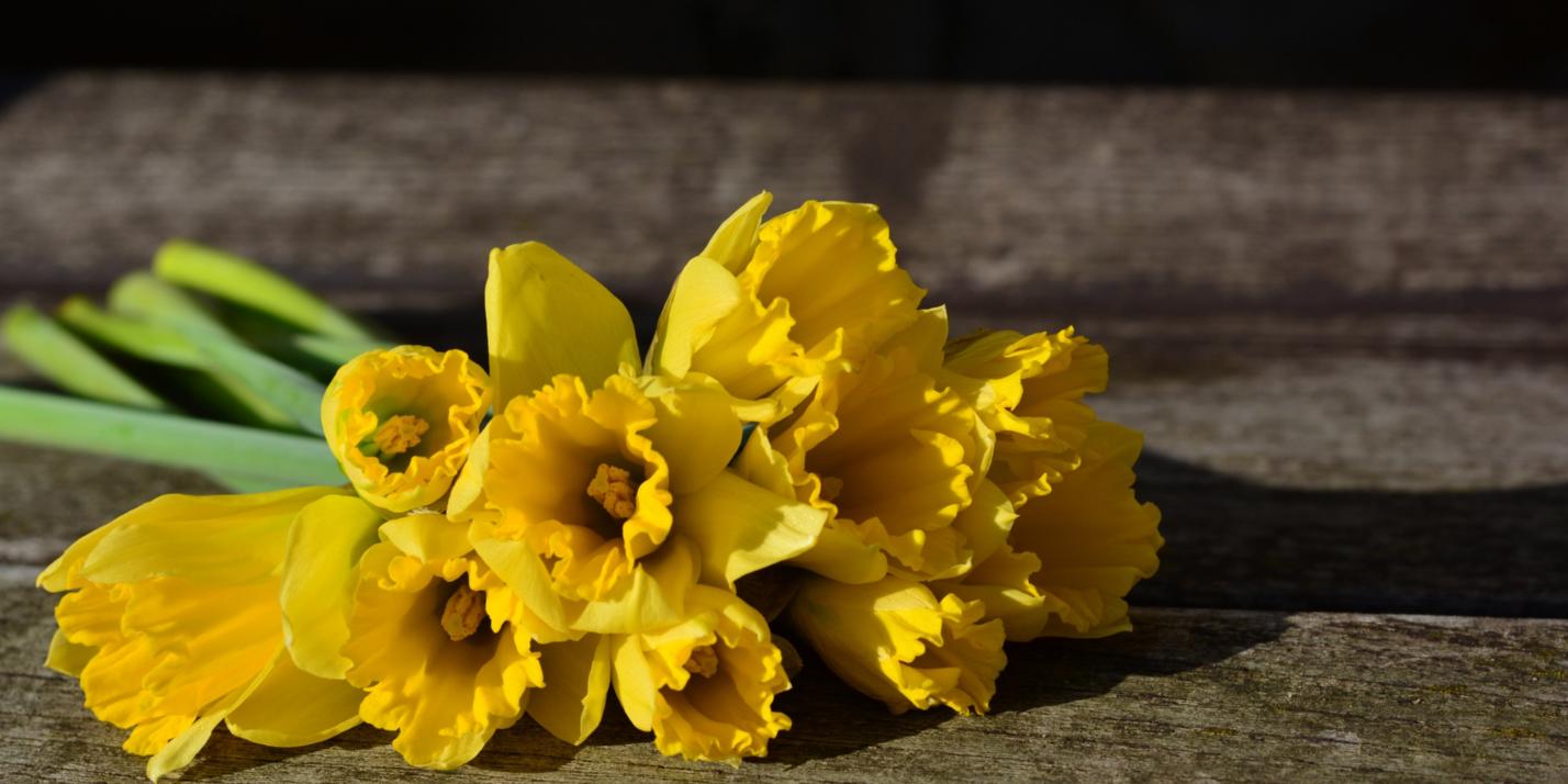 daffodils-3152611_by_congerdesign_cc0-gemeinfrei_pixabay_pfarrbriefservice
