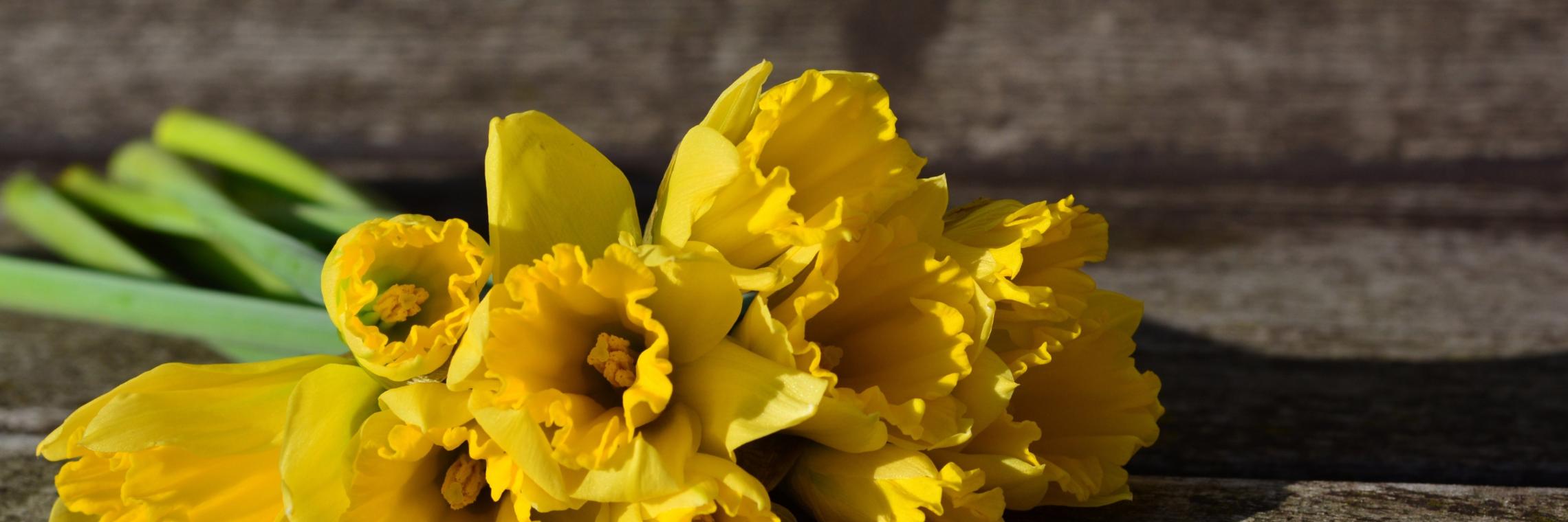 daffodils-3152611_by_congerdesign_cc0-gemeinfrei_pixabay_pfarrbriefservice