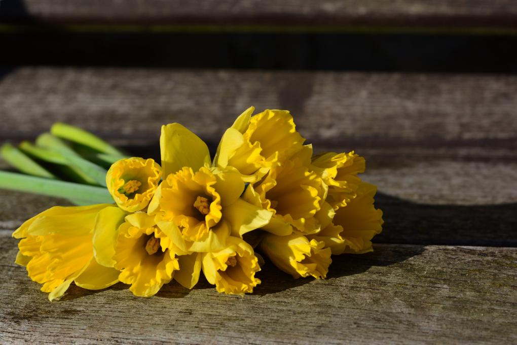 daffodils-3152611_by_congerdesign_cc0-gemeinfrei_pixabay_pfarrbriefservice