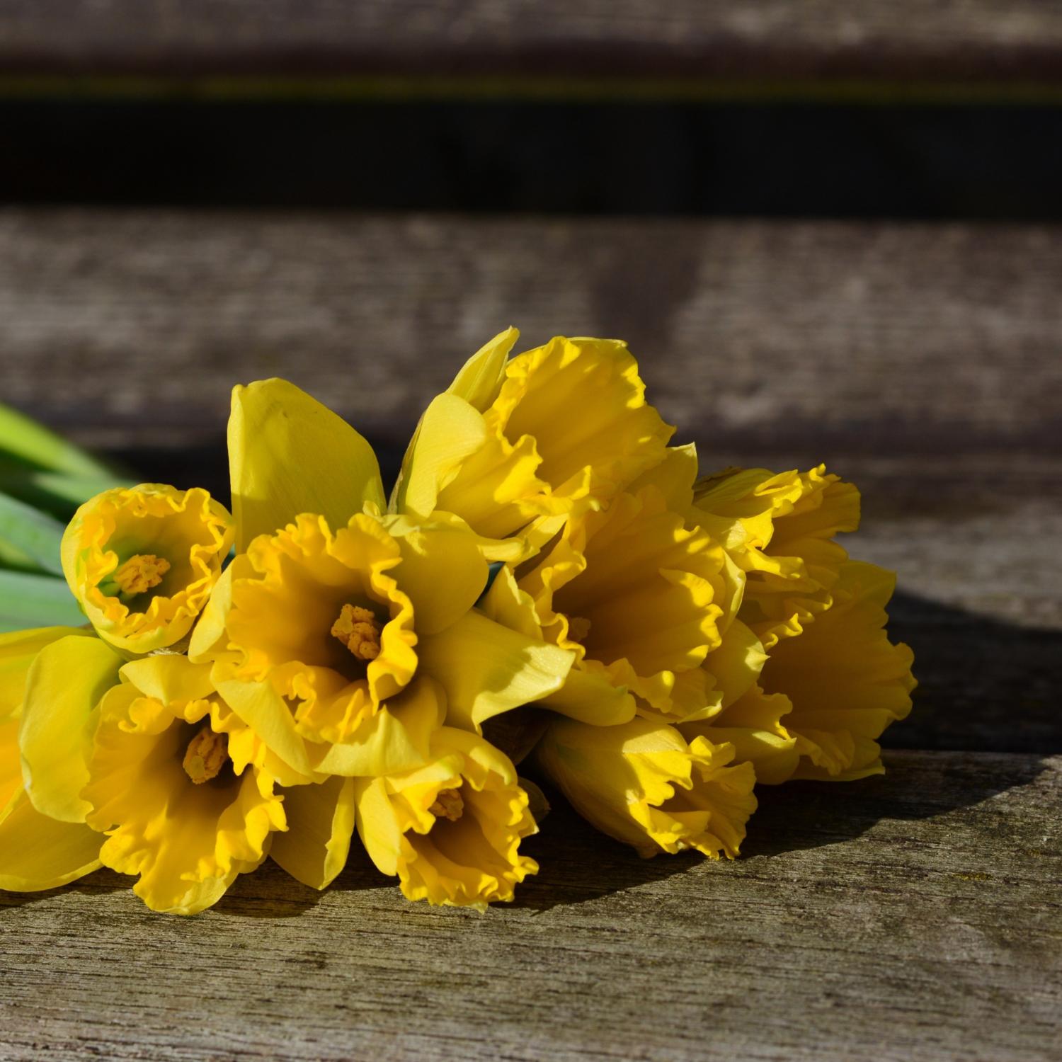 daffodils-3152611_by_congerdesign_cc0-gemeinfrei_pixabay_pfarrbriefservice