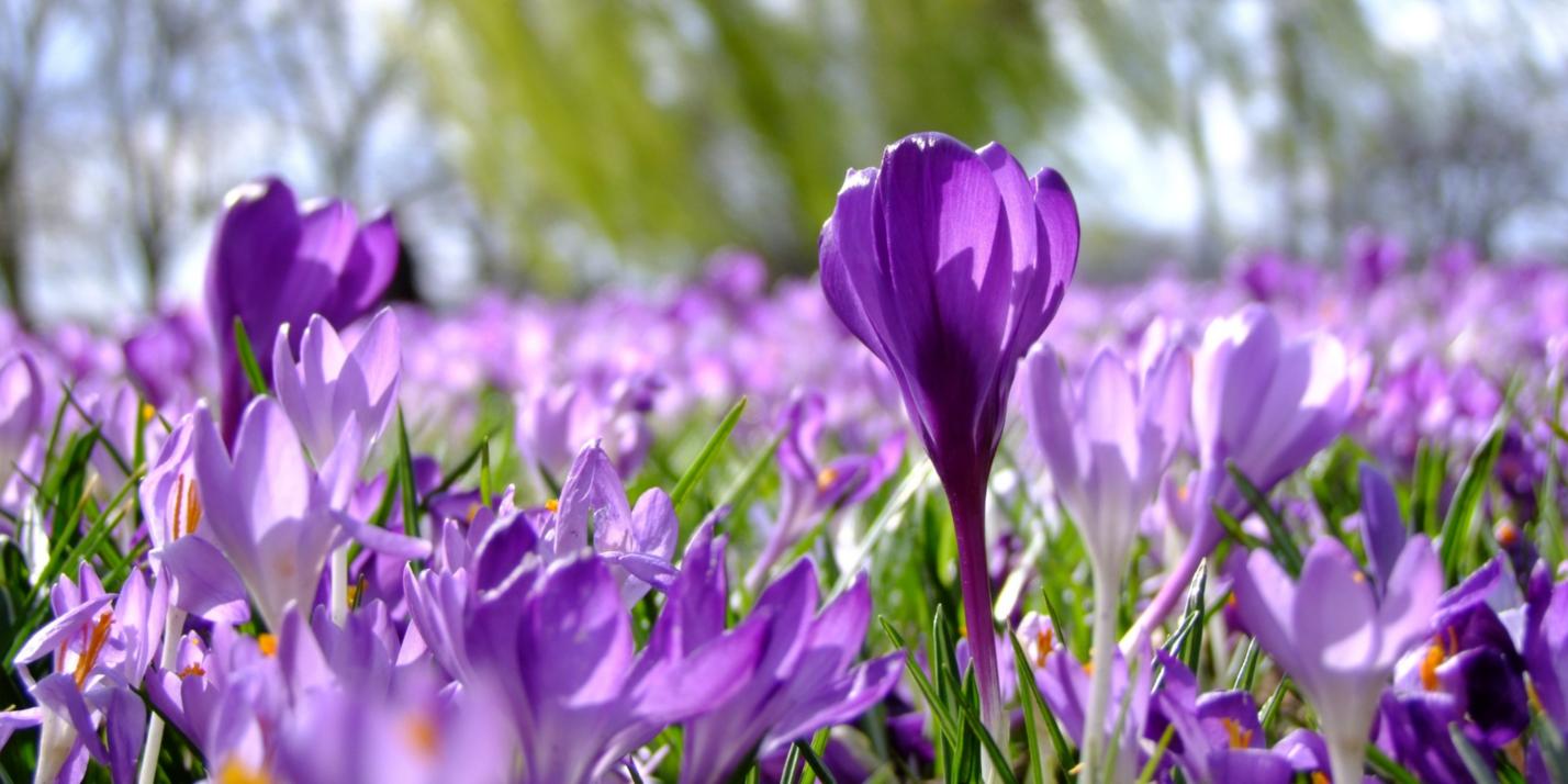 flowers-190866_by_add_cc0-gemeinfrei_pixabay_pfarrbriefservice