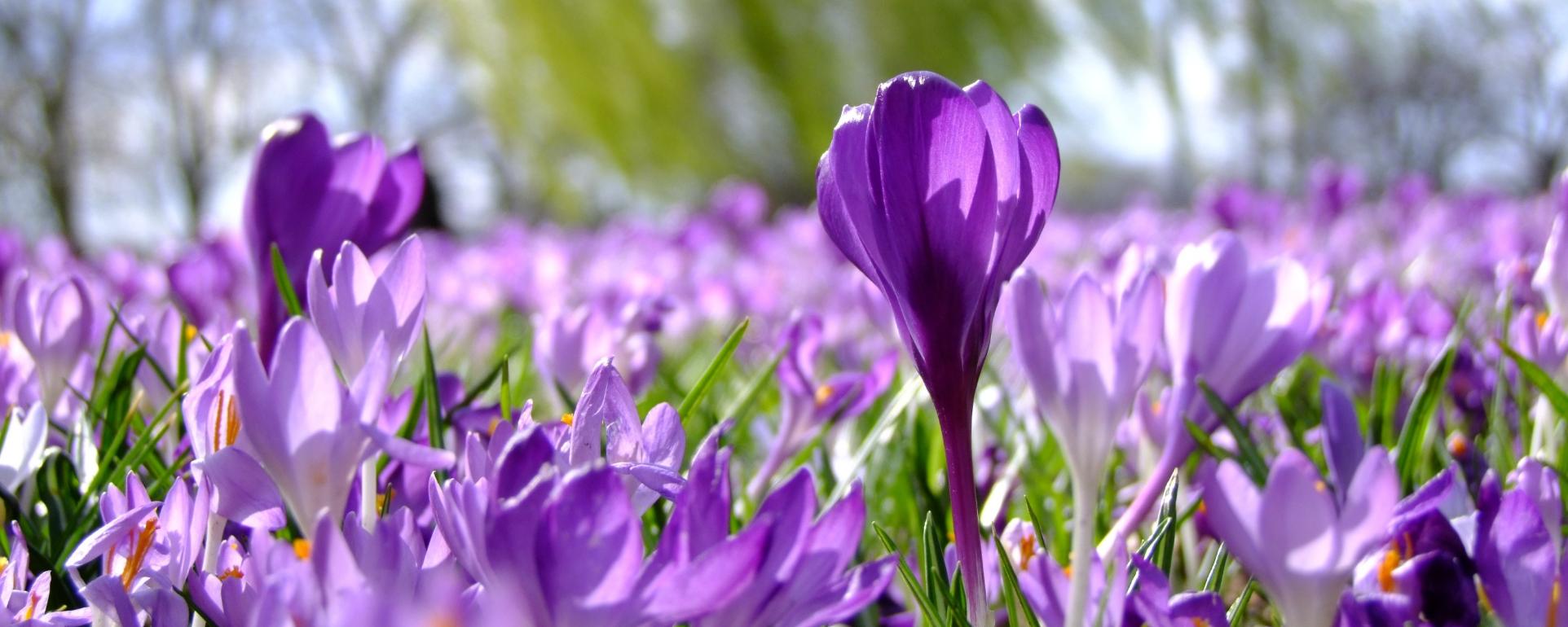 flowers-190866_by_add_cc0-gemeinfrei_pixabay_pfarrbriefservice