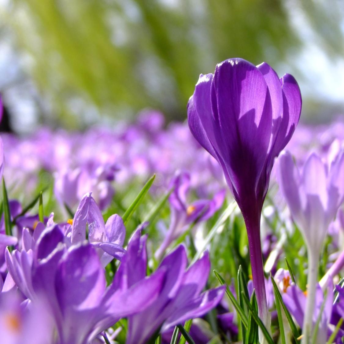 flowers-190866_by_add_cc0-gemeinfrei_pixabay_pfarrbriefservice