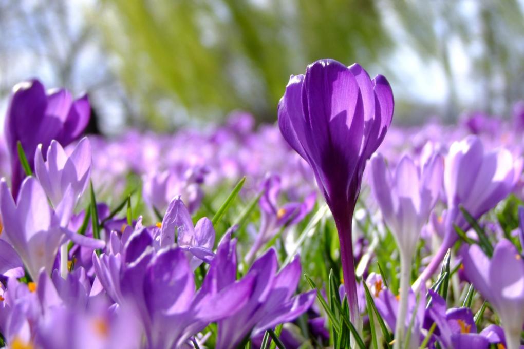 flowers-190866_by_add_cc0-gemeinfrei_pixabay_pfarrbriefservice