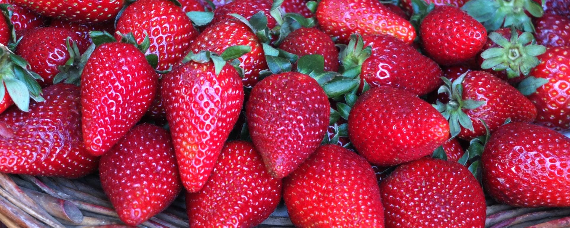 fruit-2223330_by_andrewianhalloway_cc0-gemeinfrei_pixabay_pfarrbriefservice