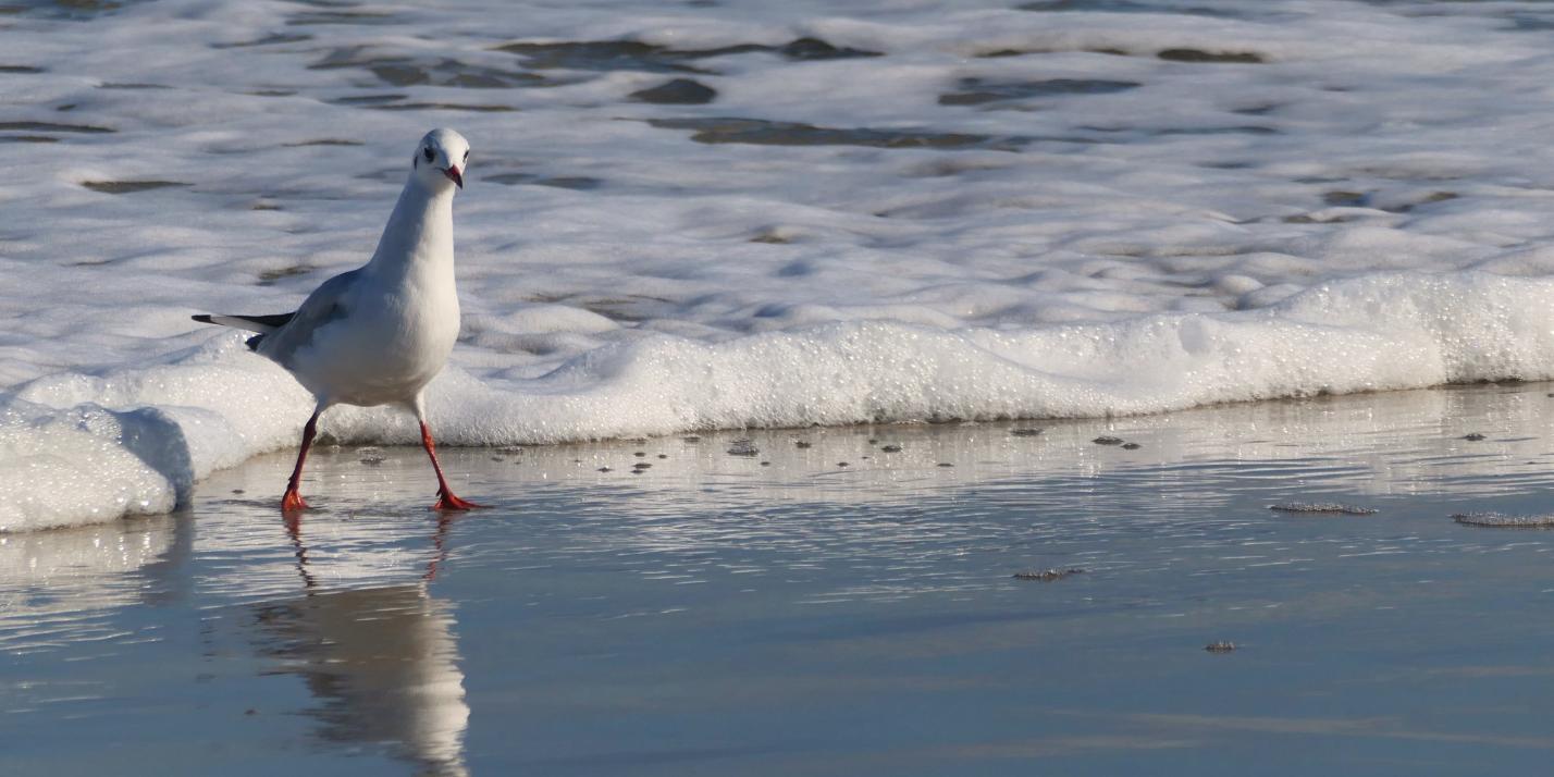 gull-7502976_by_Kranich17_pixabay_pbs