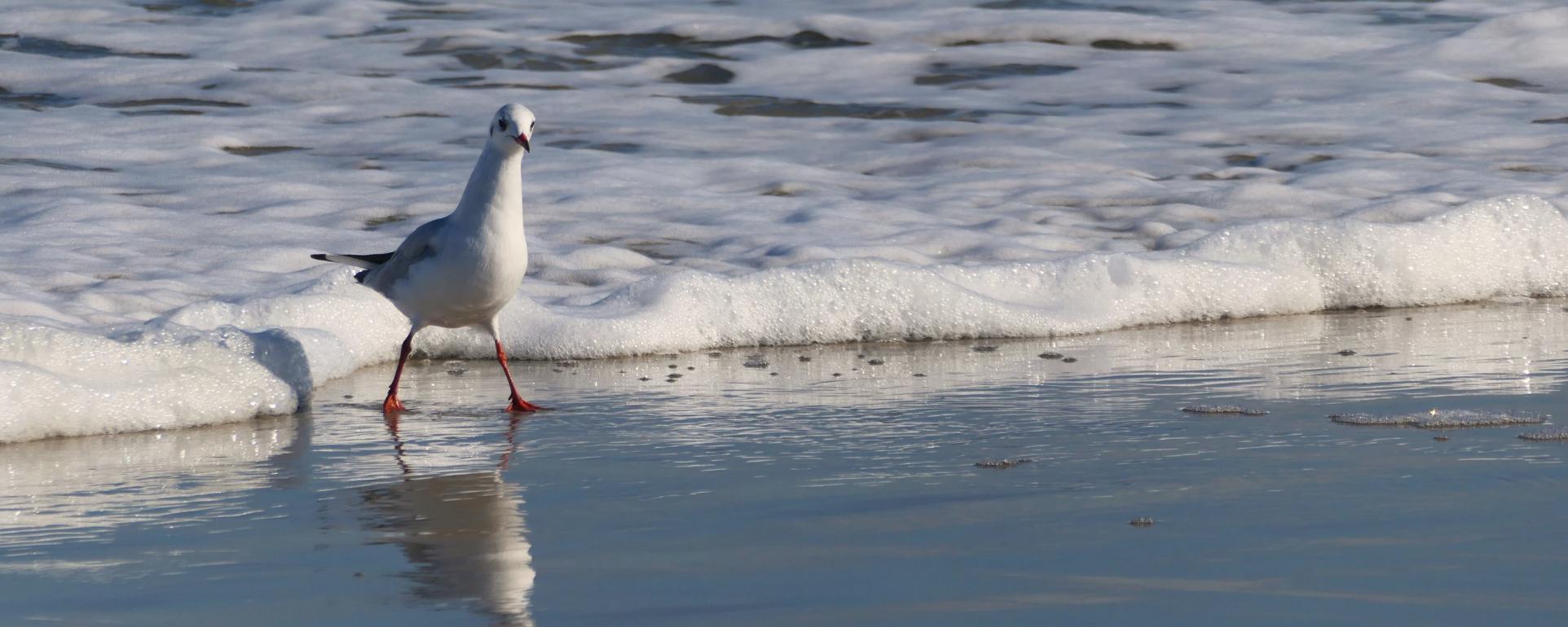gull-7502976_by_Kranich17_pixabay_pbs