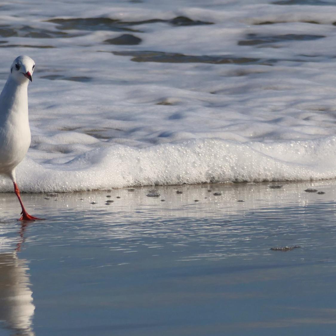 gull-7502976_by_Kranich17_pixabay_pbs