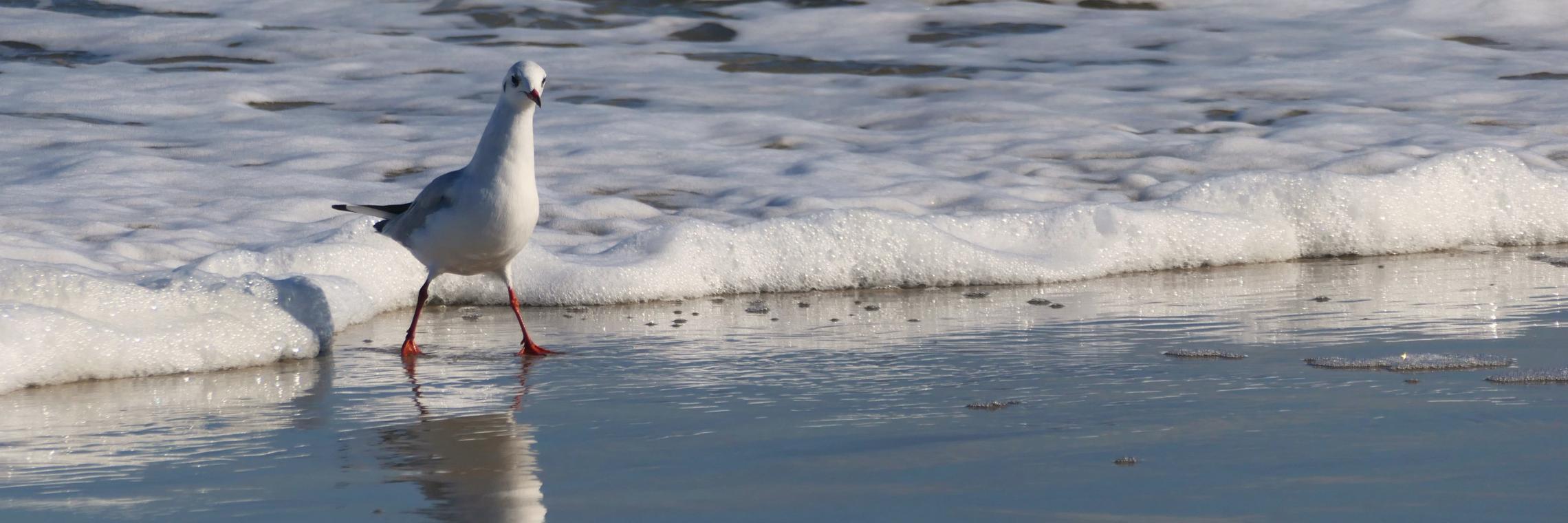 gull-7502976_by_Kranich17_pixabay_pbs