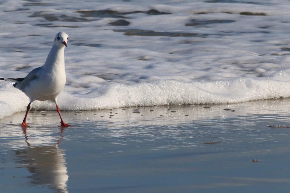 gull-7502976_by_Kranich17_pixabay_pbs