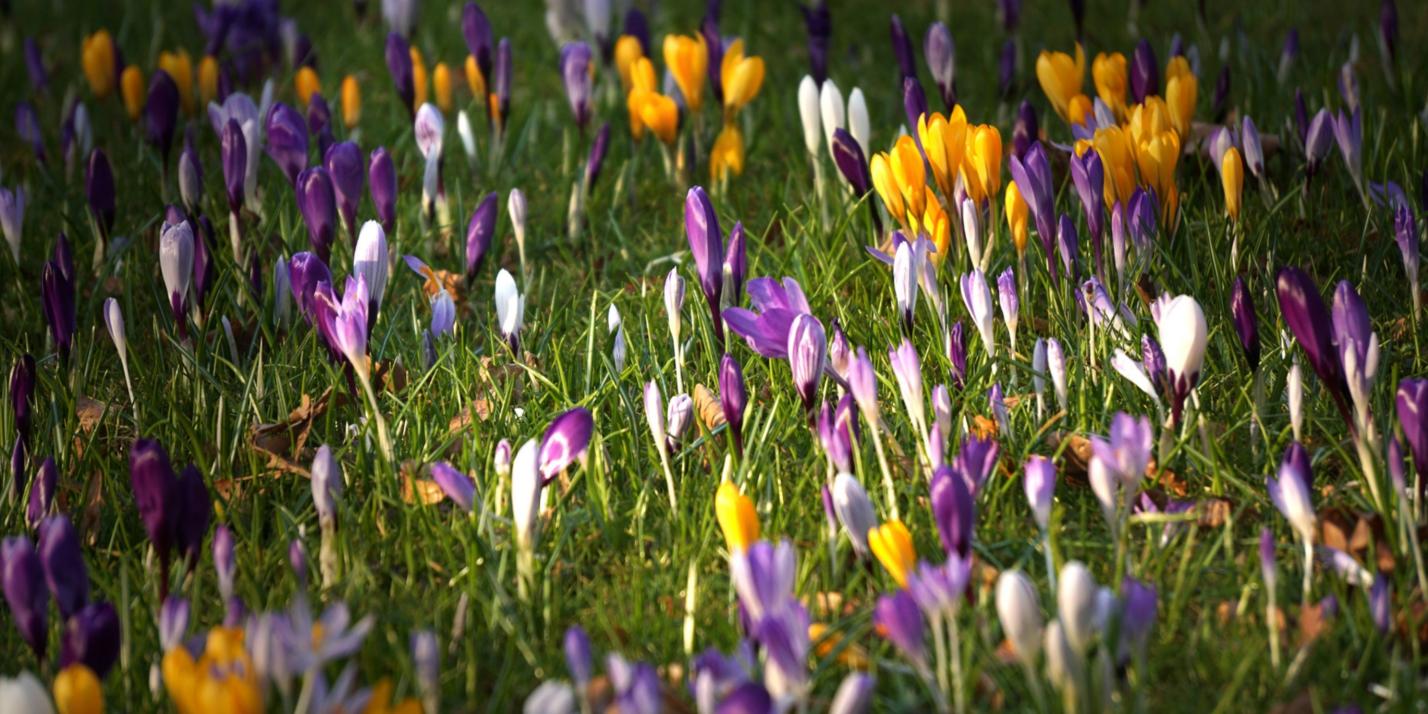 krokusse_2_by_klaus_kegebein_pfarrbriefservice