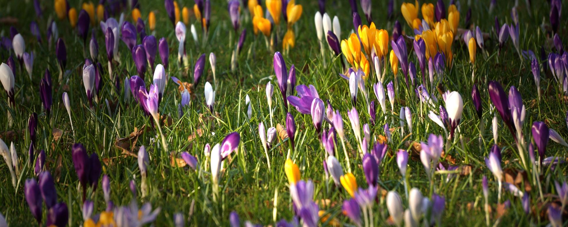 krokusse_2_by_klaus_kegebein_pfarrbriefservice