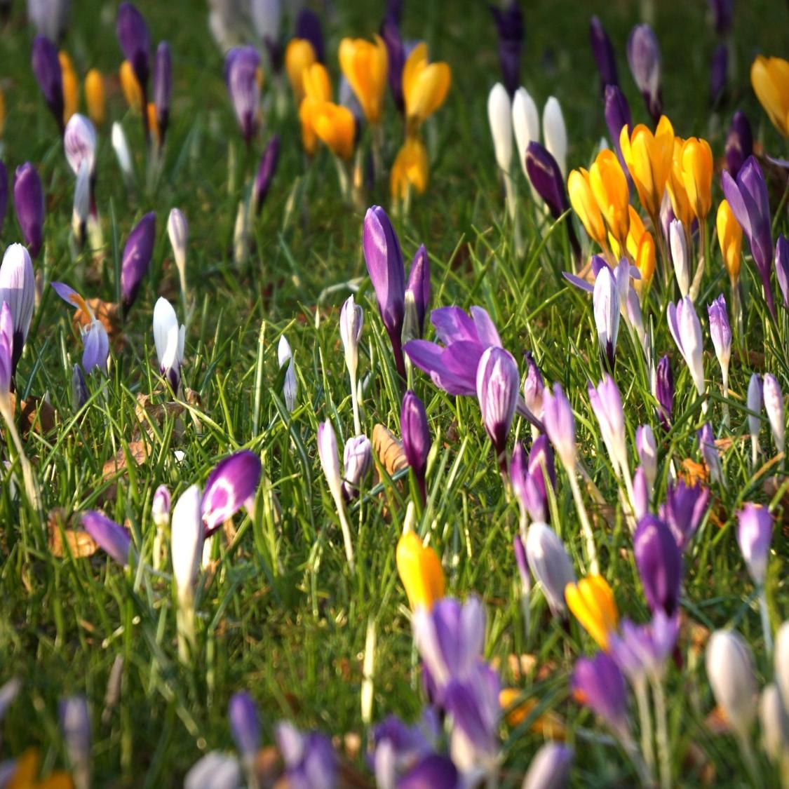 krokusse_2_by_klaus_kegebein_pfarrbriefservice