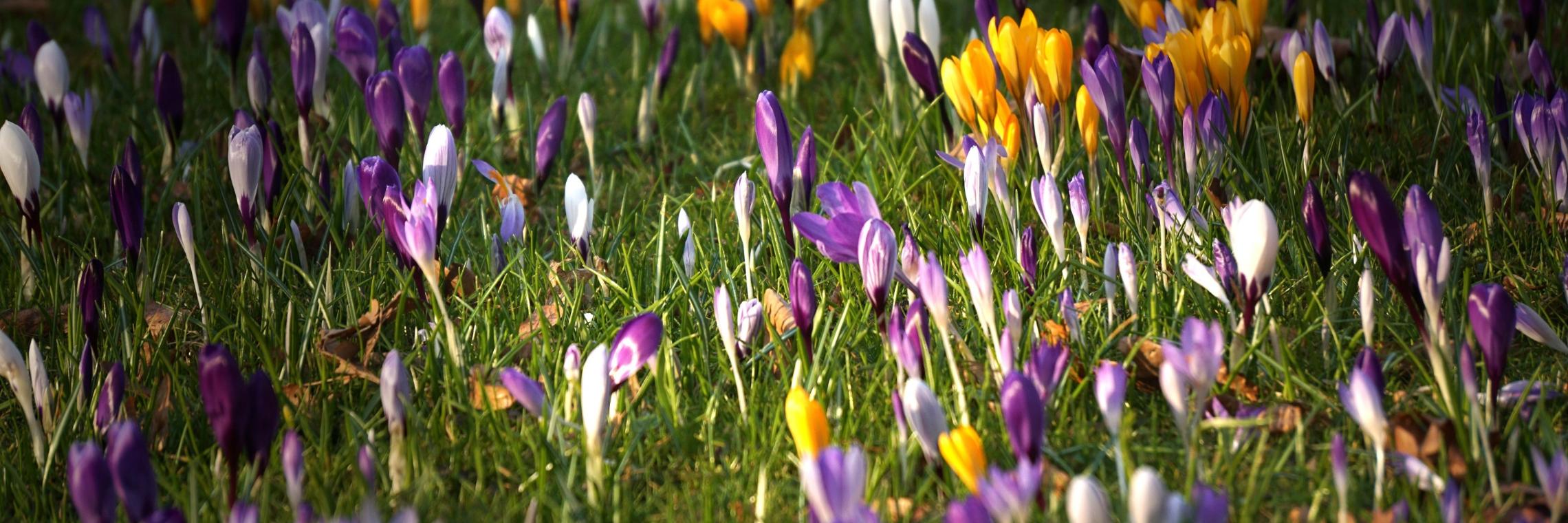 krokusse_2_by_klaus_kegebein_pfarrbriefservice