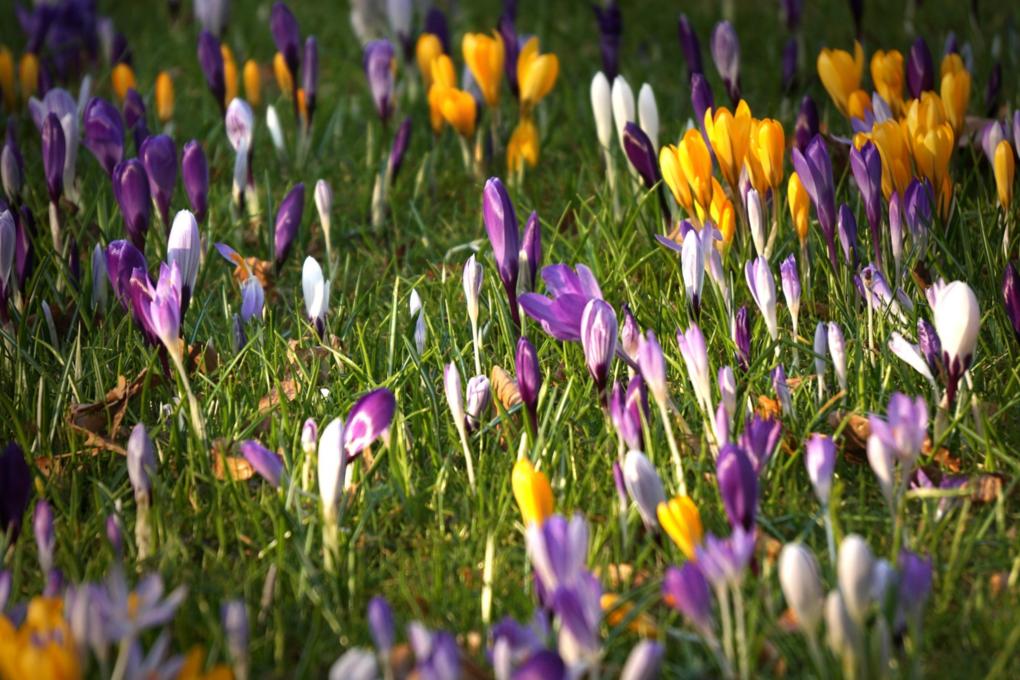 krokusse_2_by_klaus_kegebein_pfarrbriefservice