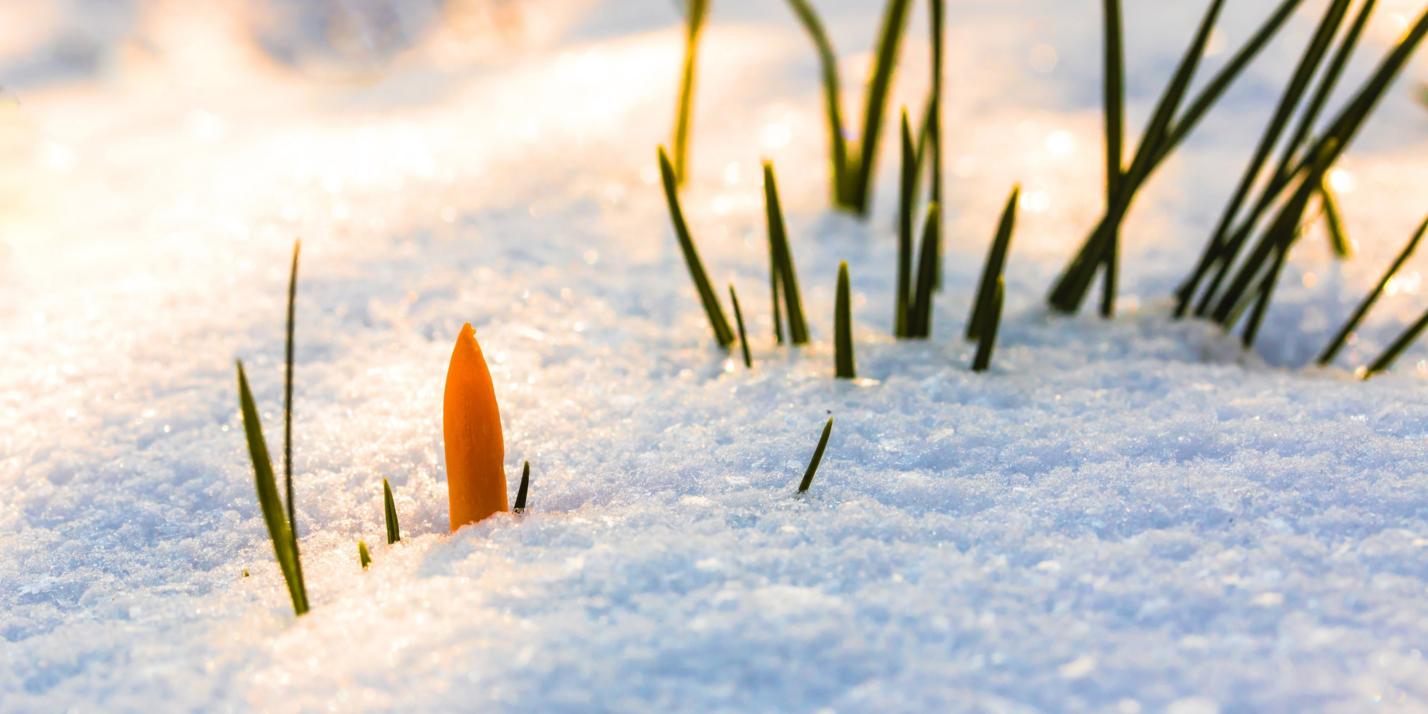 spring-awakening-3132154_by_myriams-fotos_pixabay_pfarrbriefservice (1)